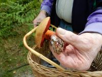 DSCN6746 Boletus erythropus [1600x1200]